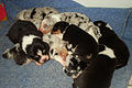 Australian Shepherd puppies.jpg