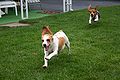 Super Beagle.jpg